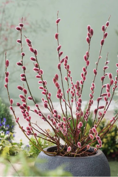 Верба Маунт Асо ландшафтна композиція